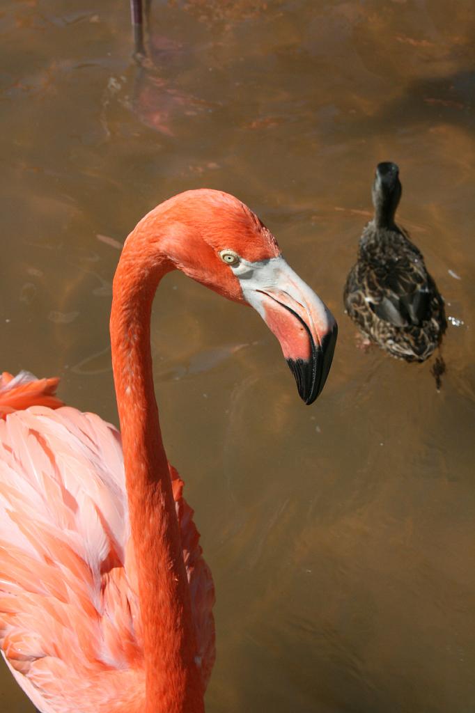 20081018 san diego 027.jpg - Sea World San Diego - Flamingo and ducky